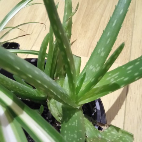 IMG_20191217_214650_554