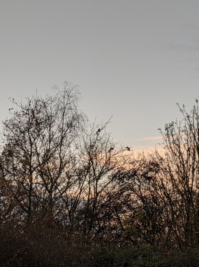 winter trees silhouetted against a pale pink and blue sky. There are three squirrels in among the branches