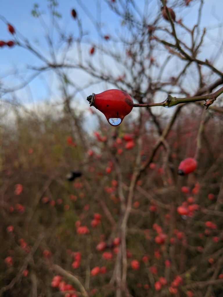 Rosehip with a drop of water gathered at its base. The blue sky and brown branches are reflected in the water.