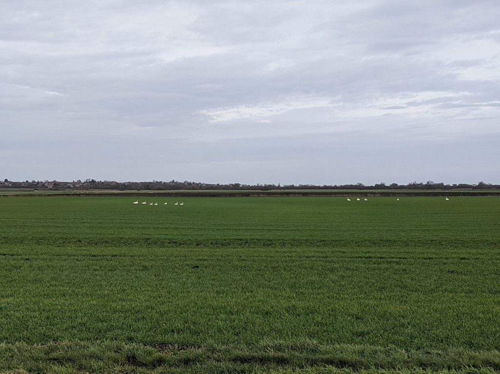 A very flat green field dotted with large white birds under a pearly grey sky