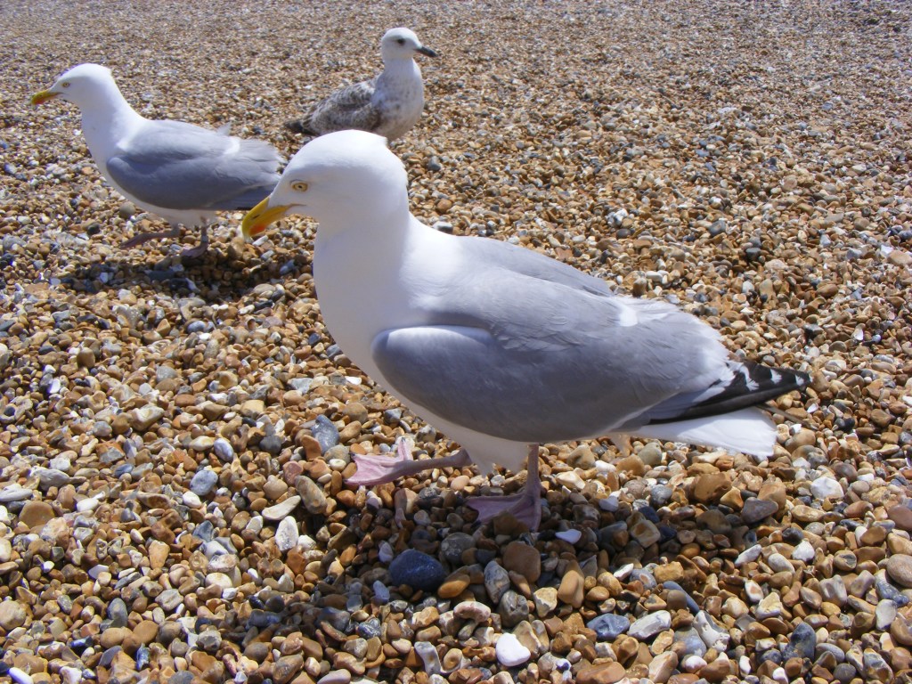 Three herring gulls on a shingle beach