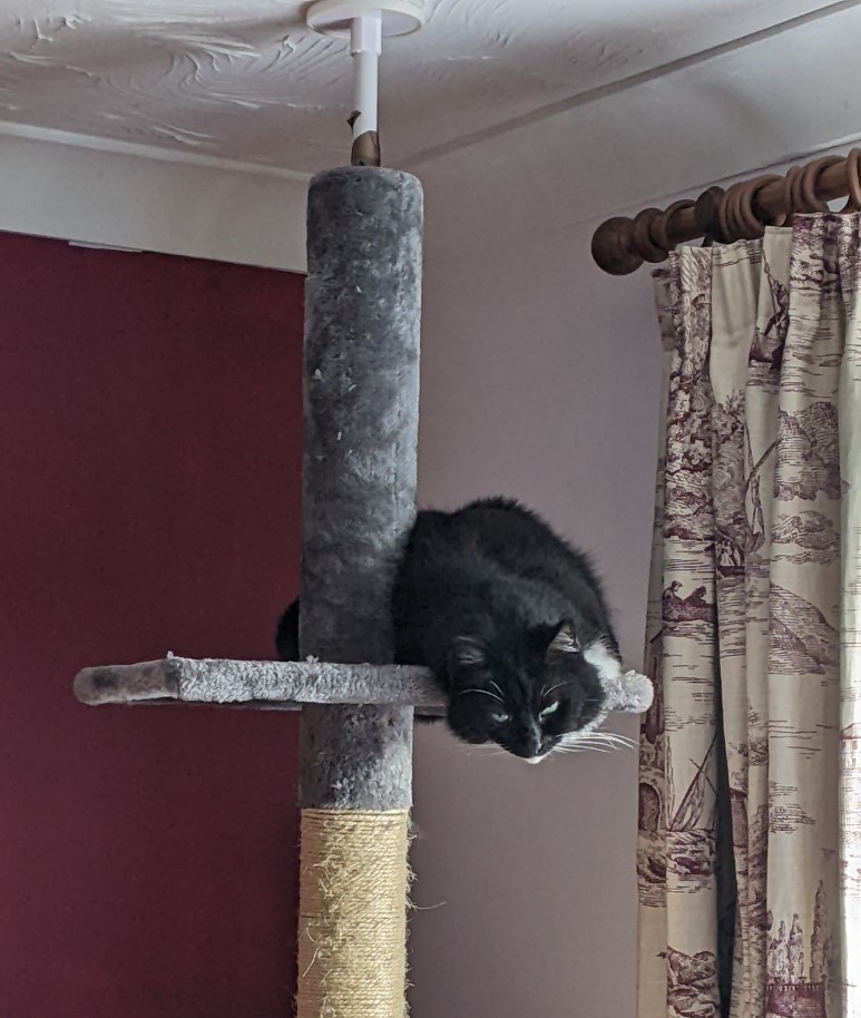 A fluffy black and white cat sprawls across the top platform of a floor-to-ceiling grey plush cat tree, like a lazy gargoyle