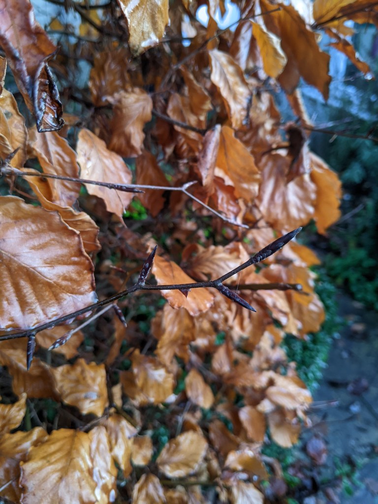 Leaf buds of a copper beech tree with the old leaves in the background