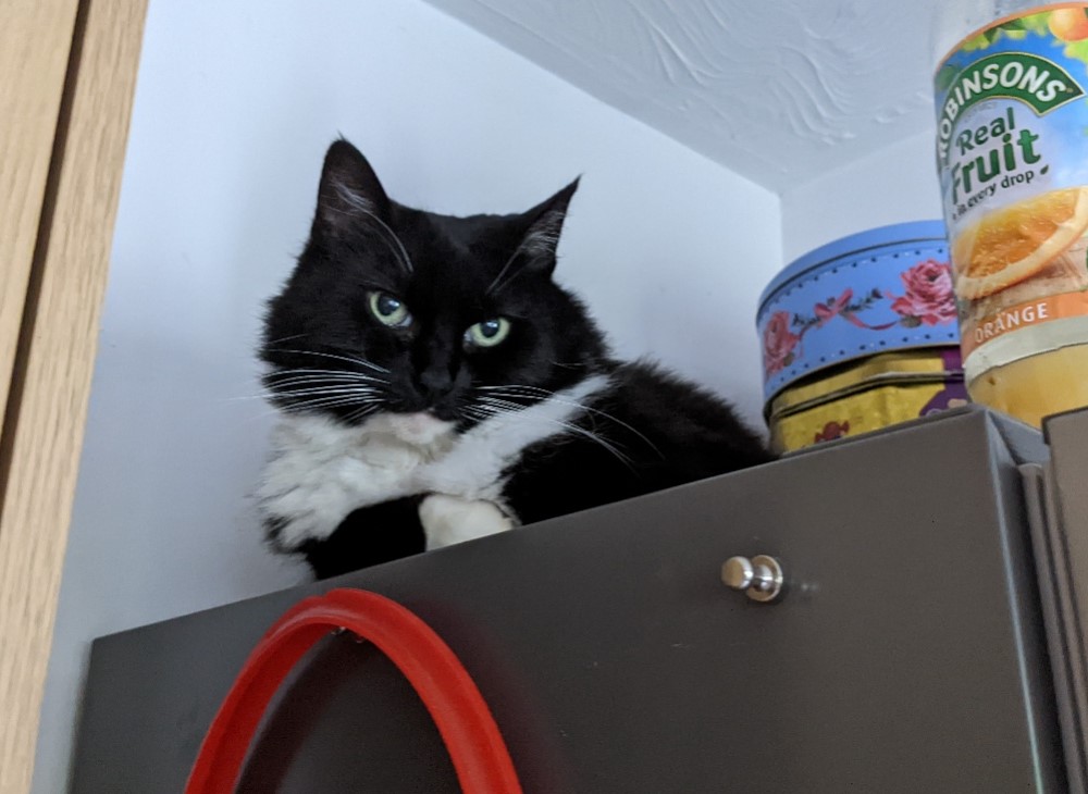 A fluffy black and white cat looks down at the camera from the top of a fridge