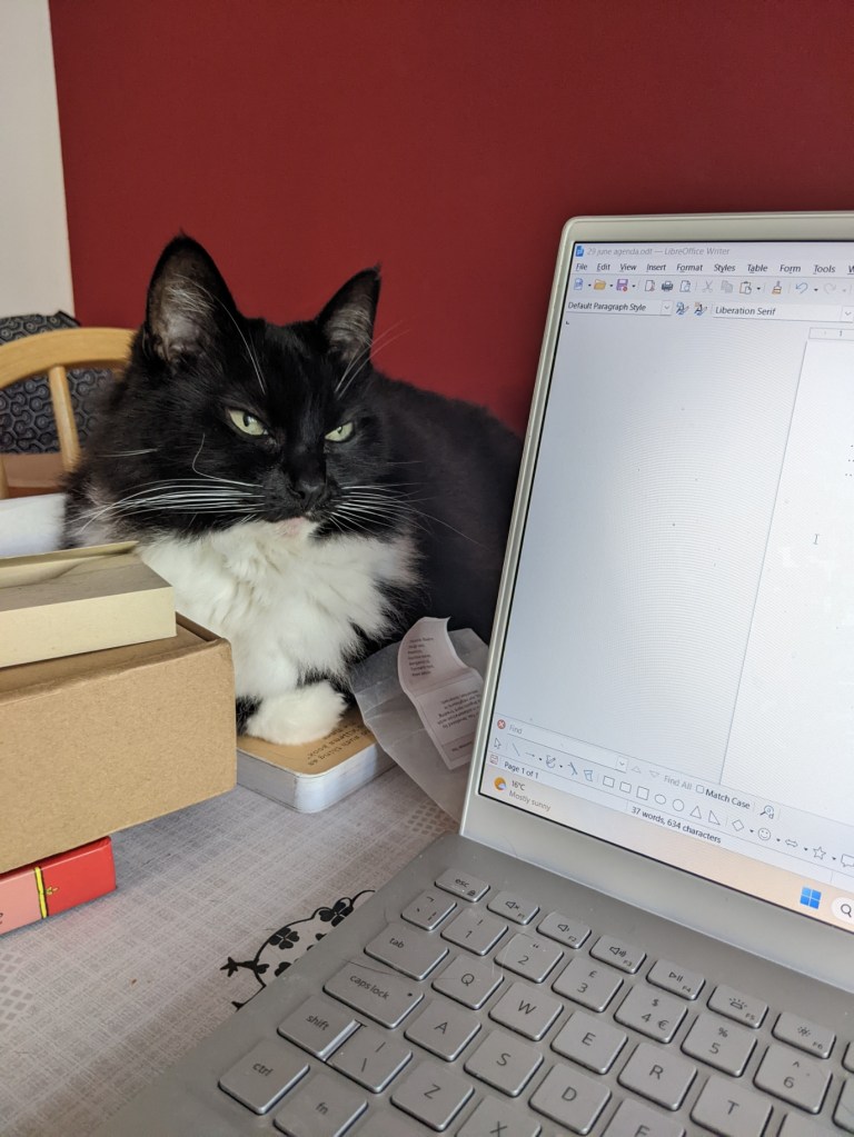 A fluffy black and white cat peers around the corner of a laptop