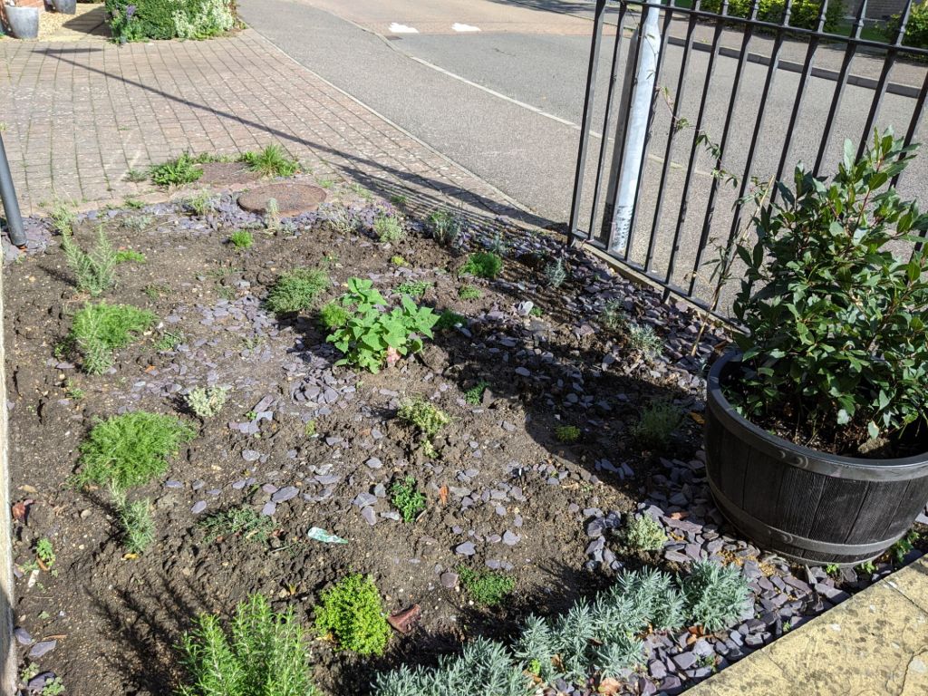 A small garden plot with a few small bright green plants with purple slate chippings scattered on the earth between them 