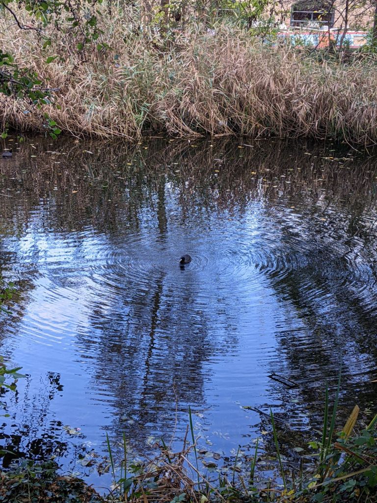 In the centre of a pool surrounded by rushes, a coot sits in the middle of its own rings of ripples 