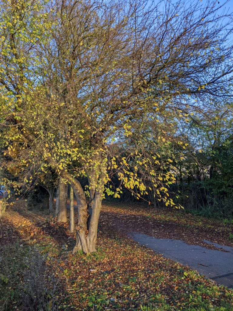 The sun shines on a row of deciduous trees growing along a path. The leaves are yellow and sparse, and the sky is very blue 
