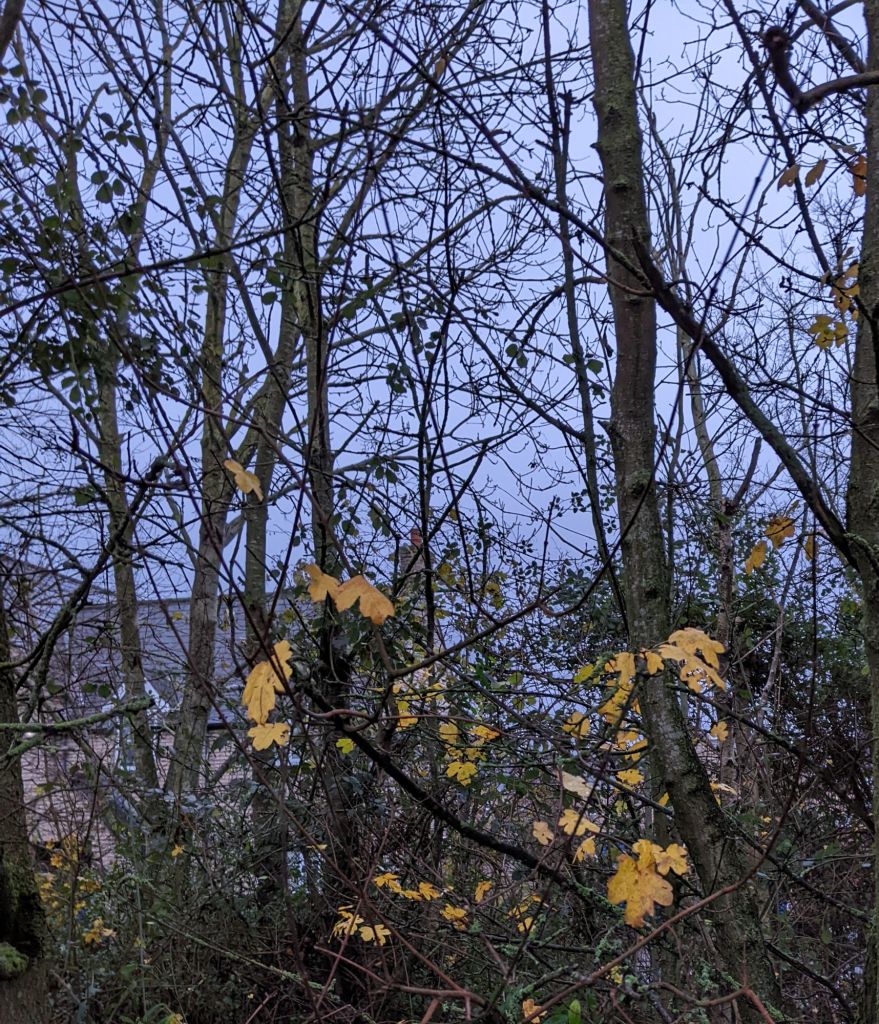 Bare trees against a grey sky. A few yellow leaves are still clinging to the branches.