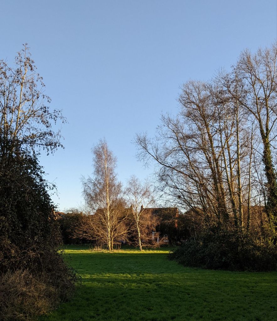 Silver birch trees seen across an expanse of grass, lit up with sunlight against a cloudless blue sky 