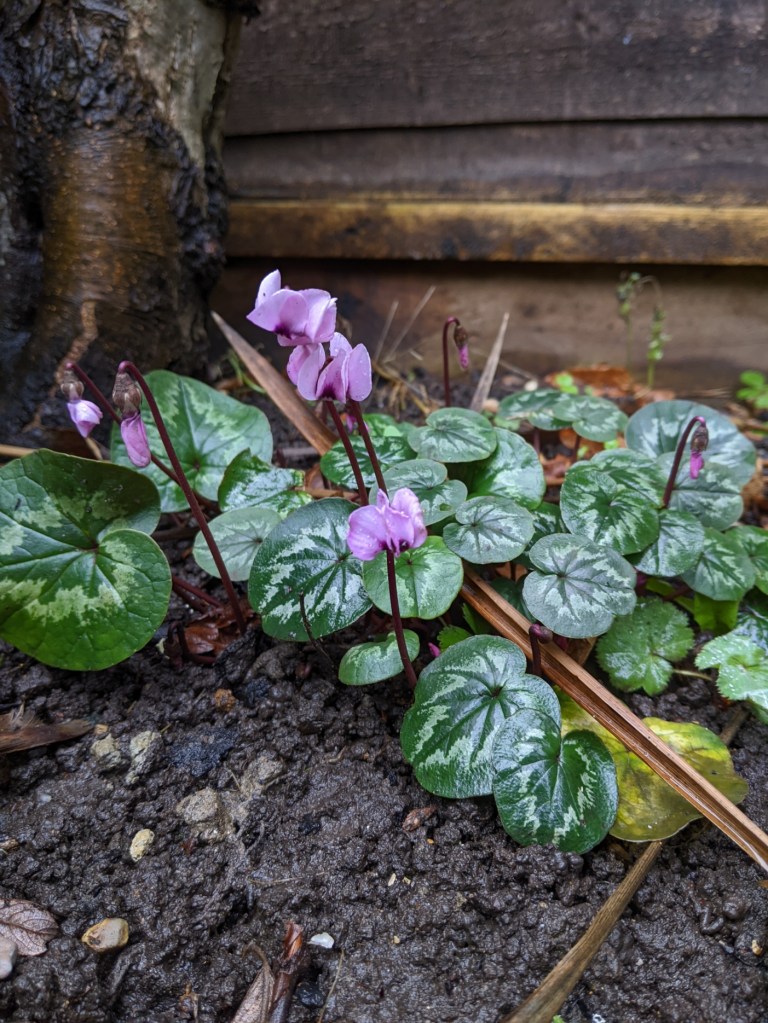 Pale mauve cyclamen flowers and variegated green leaves, shiny with rain, growing in wet ground.