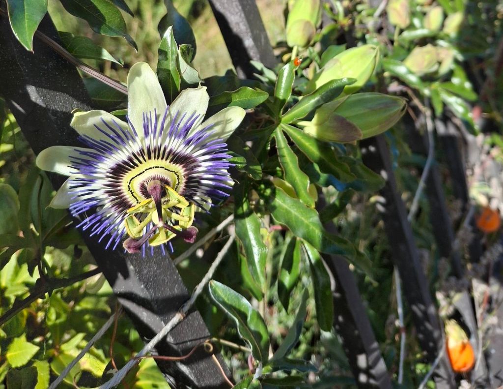 A passion flower. On a nearby leaf is a small ladybird.