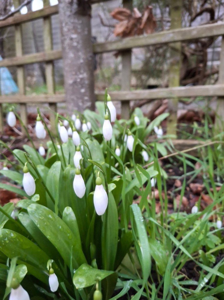 A clump of snowdrops, dotted with raindrops