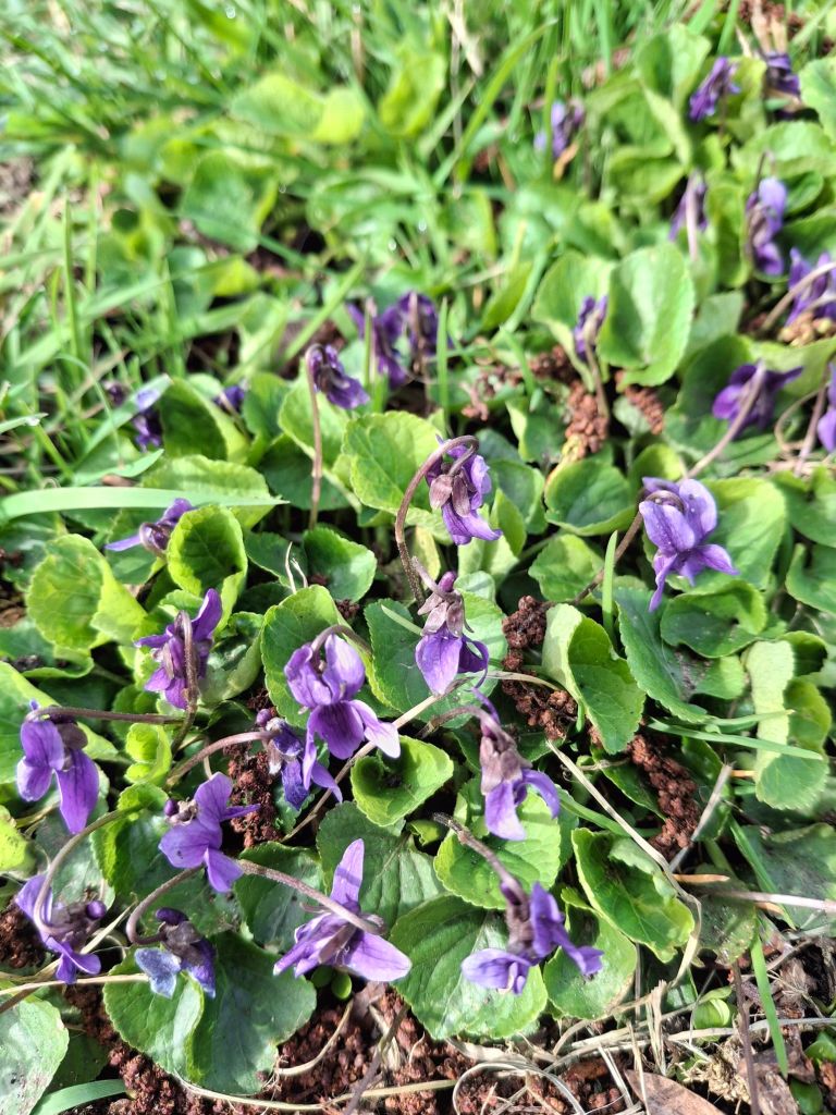 Deep purple violet flowers