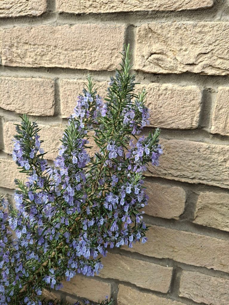 Rosemary plant thickly covered with blue flowers