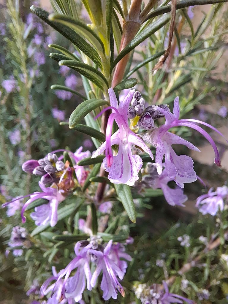 Close-up shot of pink rosemary flowers
