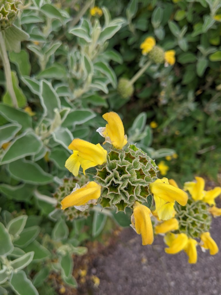 The head of a flower from which many yellow tubular petals have fallen away, leaving behind star-shaped holes