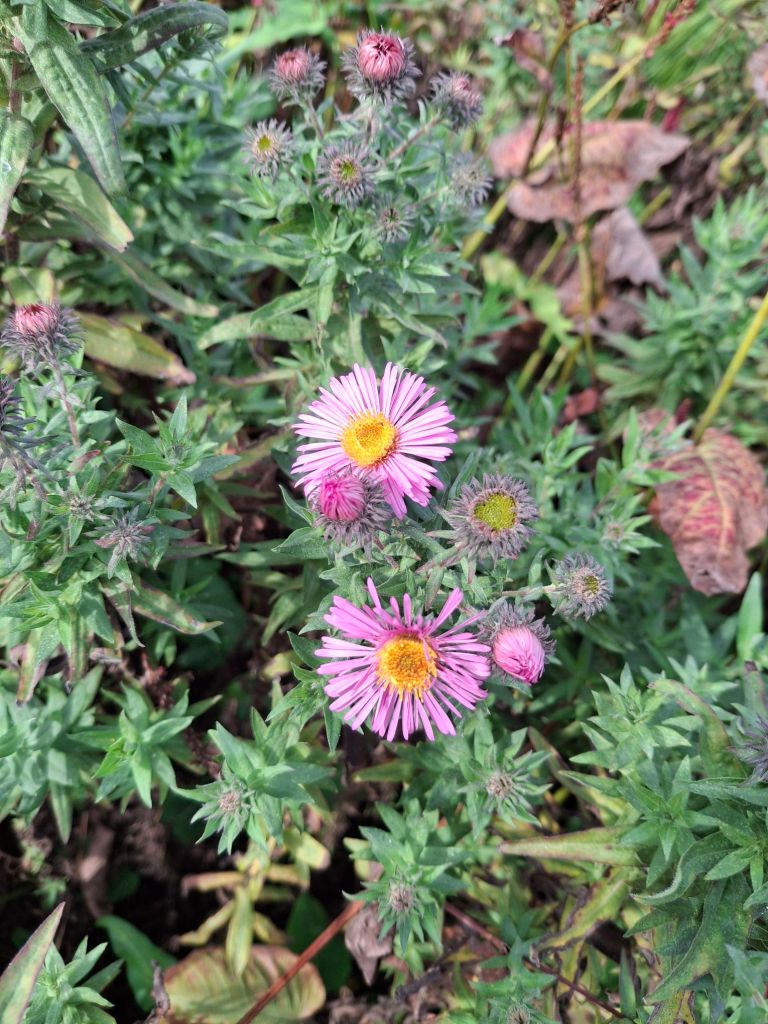 A plant with spiky-looking flower heads and narrow pink-purple petals around a yellow centre